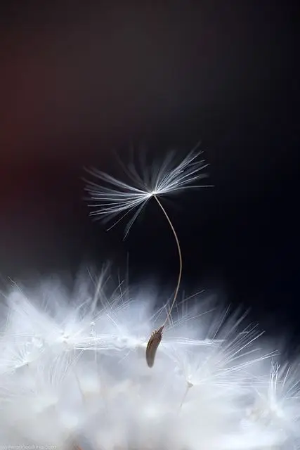 Centromevis - Terapia Gestalt - Platja d'Aro - Falsas creencias sobre el duelo